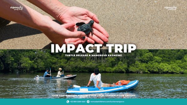 Turtle Release & Mangrove Kayaking [Workshop Only]